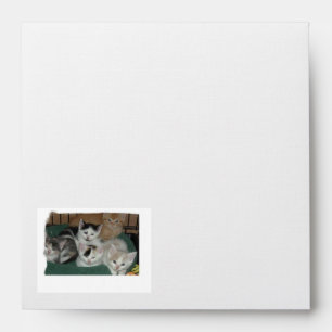 Cute Kittens Envelopes
