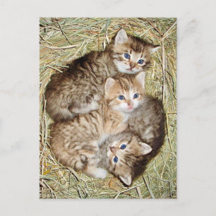 Cute Kittens in the Basket Postcard