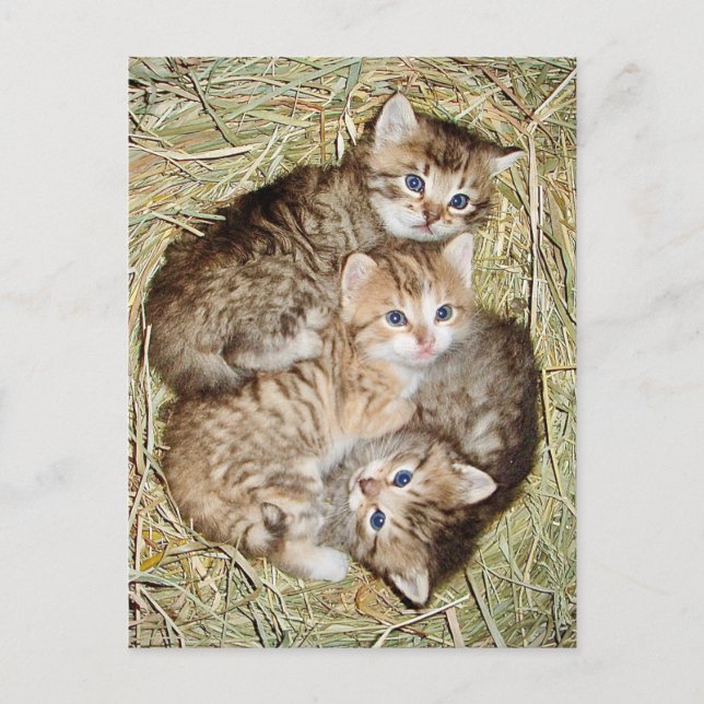Cute Kittens in the Basket Postcard (Front)
