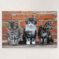 Cute Kittens Sitting In Front Of A Brick Wall