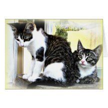 cute kitties card