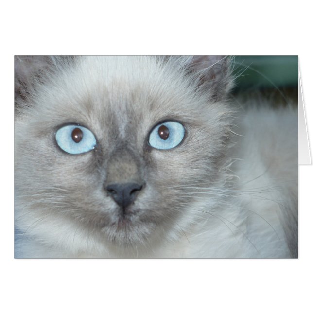 Cute kitty (Front Horizontal)