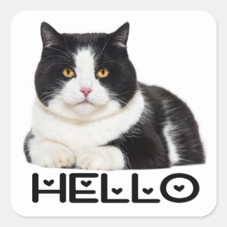 Cute Kitty Black White Kitten Hello Cat Square Sticker