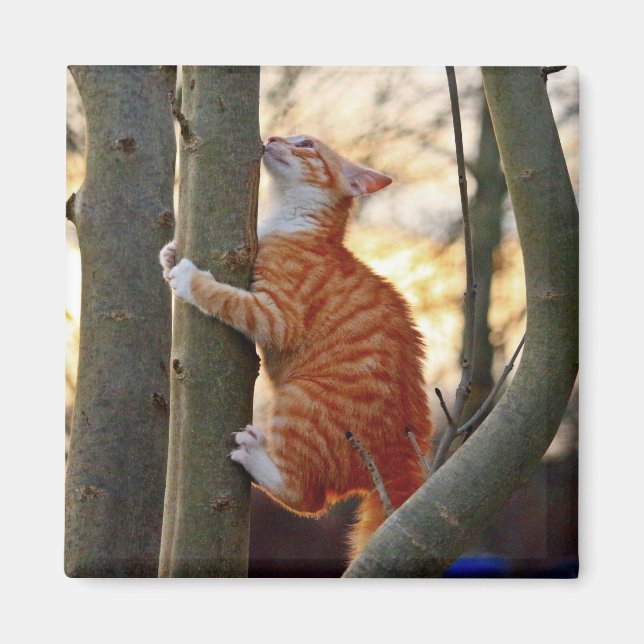 Cute Kitty Cat Magnet (Front)