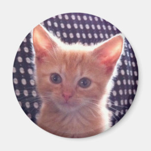 Cute kitty cat red cream magnet