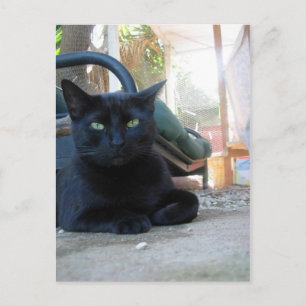 Cute Kitty Laying - postcard