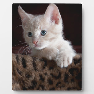 Cute Kitty Looking Plaque