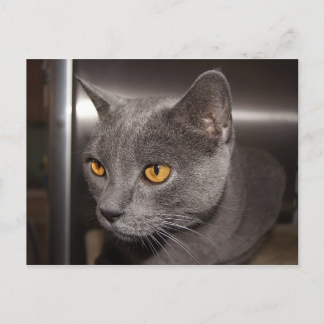 Cute Kitty Postcard (Front)