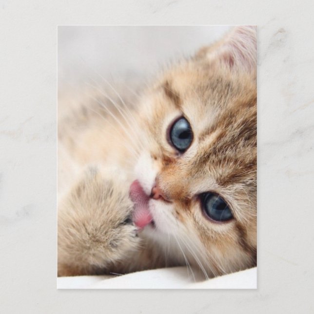 CUTE KITTY POSTCARD (Front)