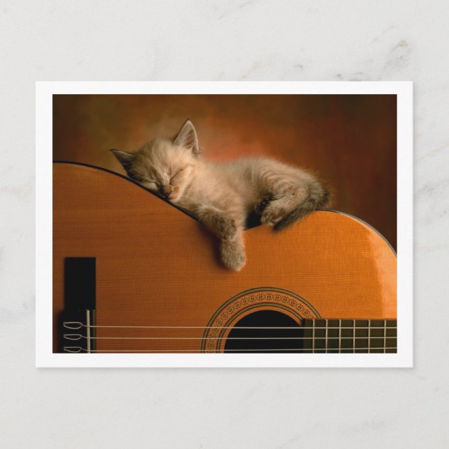 cute kitty postcard (Front)