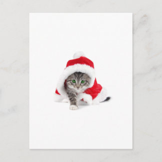 Cute Kitty! Postcard
