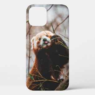 CUTE KOALA BEAR iPhone 12 CASE