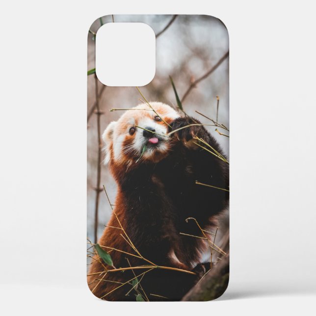 CUTE KOALA BEAR Case-Mate iPhone CASE (Back)