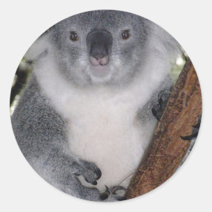CUTE KOALA BEAR CLASSIC ROUND STICKER