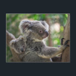 Cute Koala Bear & Cub Australian Animal Postcard<br><div class="desc">Cute Koala Bear & Cub Australian Animal</div>