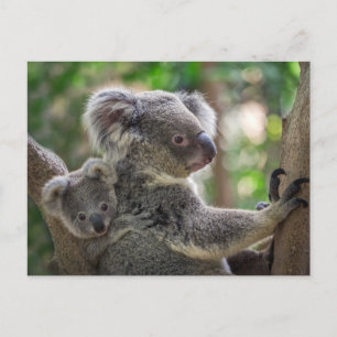 Cute Koala Bear & Cub Australian Animal Postcard