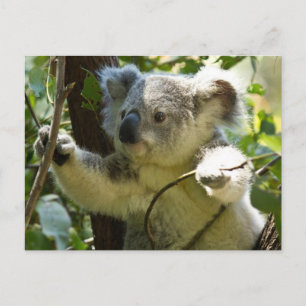 Cute Koala Bear Destiny Nature Aussi Outback Postcard