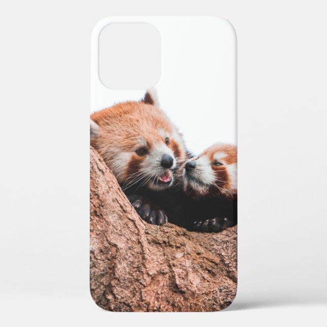 CUTE KOALA BEAR FAMILY Case-Mate iPhone CASE (Back)