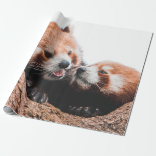 CUTE KOALA BEAR FAMILY WRAPPING PAPER