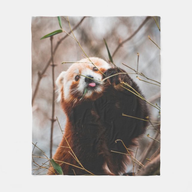 CUTE KOALA BEAR FLEECE BLANKET (Front)