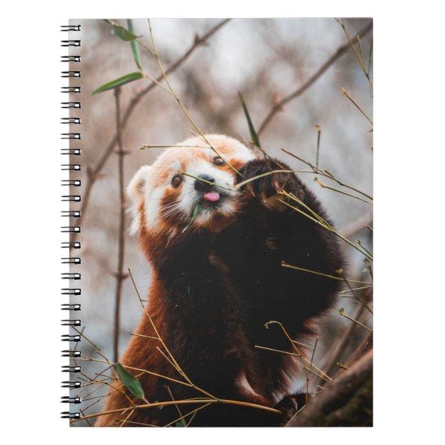 CUTE KOALA BEAR NOTEBOOK (Front)