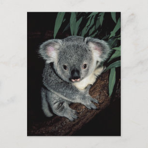 Cute Koala Bear Postcard