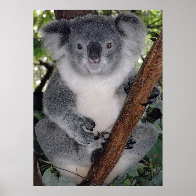 CUTE KOALA BEAR POSTER (Front)