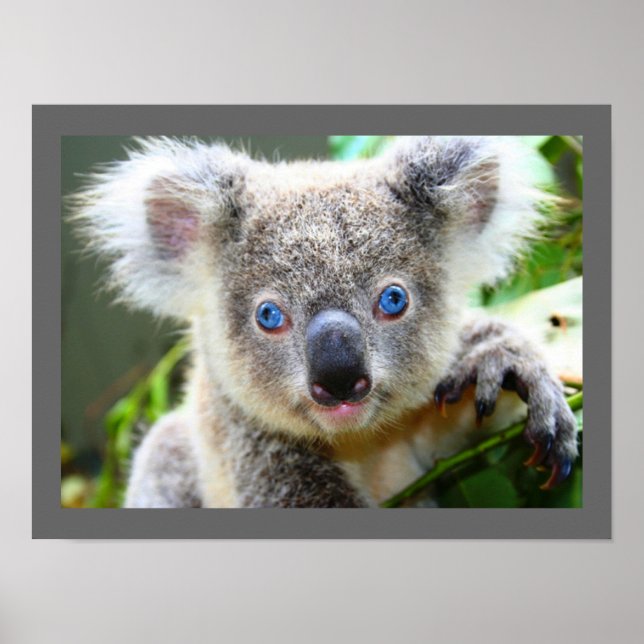 Cute Koala Bear Poster (Front)