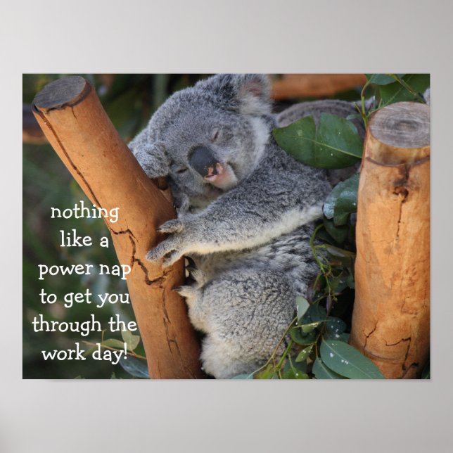 Cute Koala Bear Poster (16x12), Power Nap (Front)