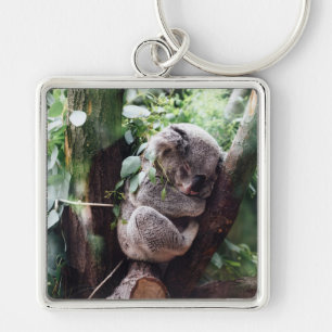 Cute Koala Bear relaxing in a Tree Key Ring
