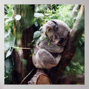 Cute Koala Bear relaxing in a Tree Poster