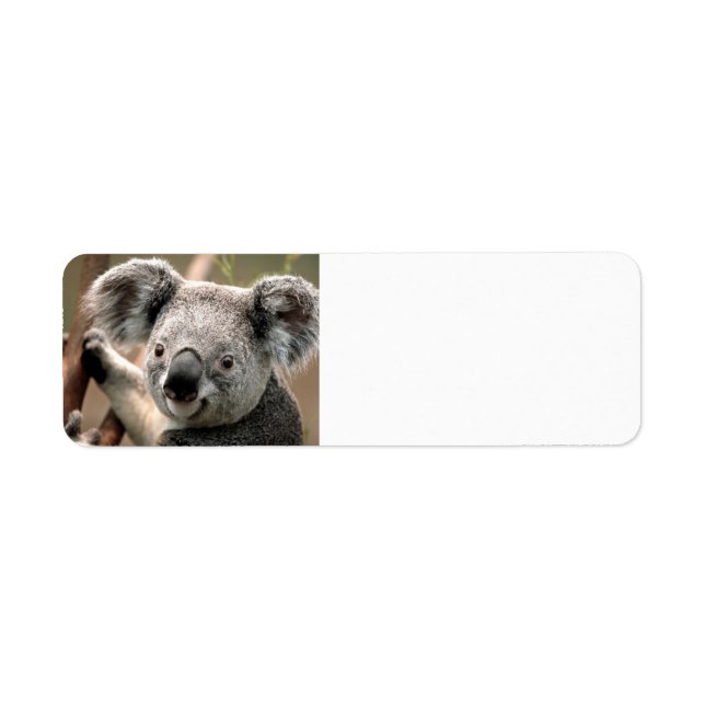 Cute koala Bear Return Address Label (Front)