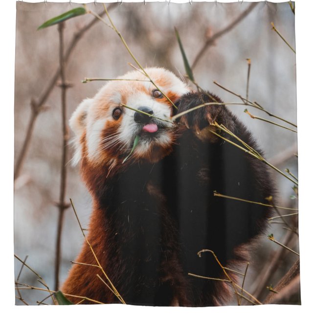 CUTE KOALA BEAR SHOWER CURTAIN (Front)