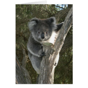 Cute Koala Climbing a Tree