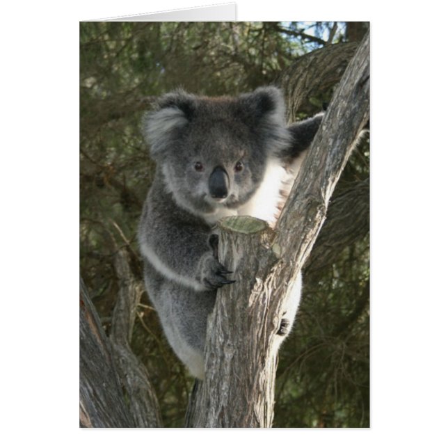 Cute Koala Climbing a Tree (Front)