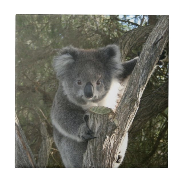 Cute Koala Climbing a Tree Ceramic Tile (Front)