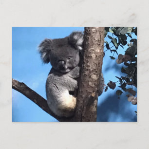 Cute Koala in a tree with a blue background Postcard
