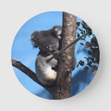 Cute Koala in a tree with a blue background