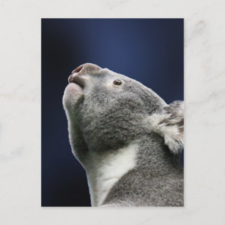 Cute Koala looking up in wonder Postcard