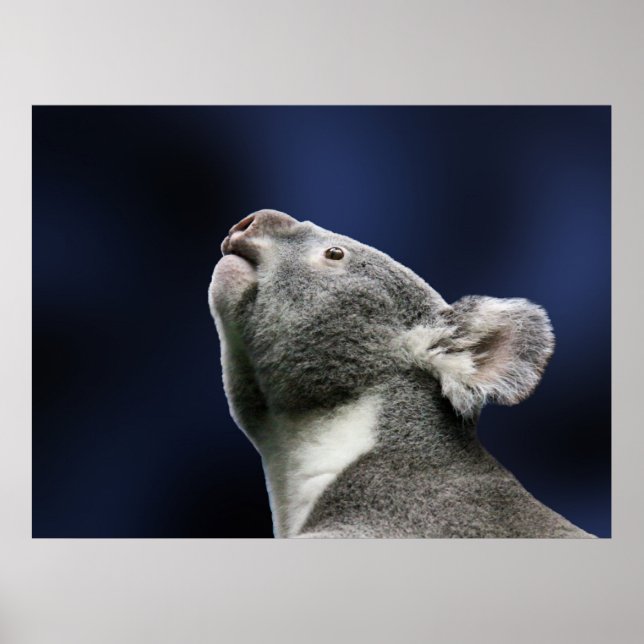 Cute Koala looking up in wonder Poster (Front)