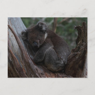 Cute Koala sleeping in a tree Australia Postcard