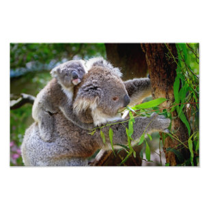 Cute Koalas Photo Print