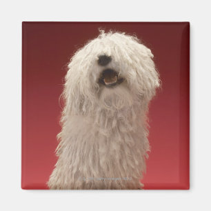 Cute Komondor Dog Magnet