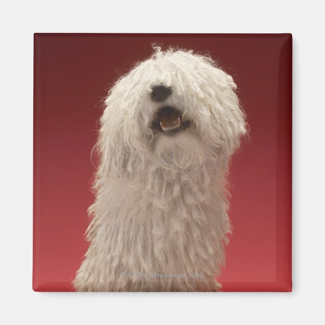 Cute Komondor Dog Magnet (Front)