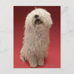 Cute Komondor Dog Postcard