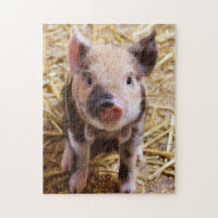 Cute KuneKune Piglet