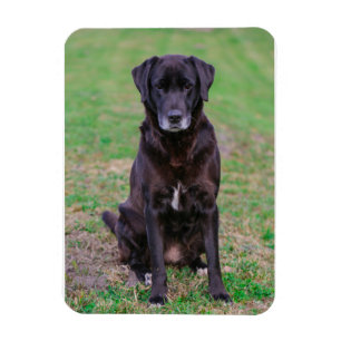 Cute Labrador Black Dog Puppy Pet Magnet