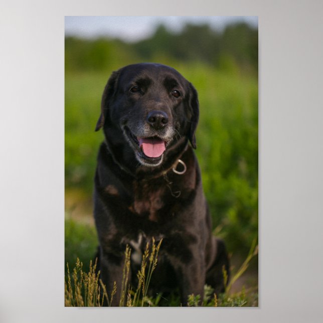 Cute Labrador Black Dog Puppy Pet Poster (Front)