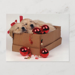Cute Labrador puppies with x-mas baubles Postcard