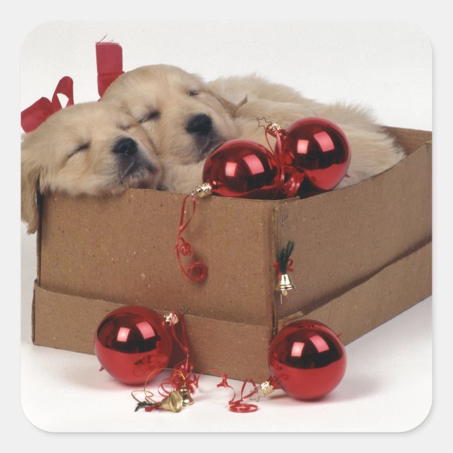 Cute Labrador puppies with x-mas baubles Square Sticker (Front)